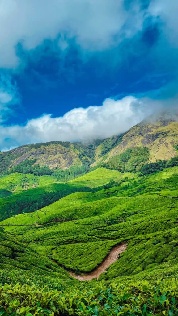bf758e17e05e432aad3be48e312e830d , munnar